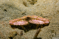 Latulambrus occidentalis (Sandflat Elbow Crab)