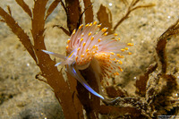 Hermissenda opalescens (Opalescent Nudibranch)