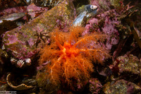 Cucumaria miniata (Orange Sea Cucumber)