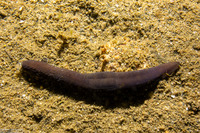 Nemertea sp.1 (Nemertea sp.1)