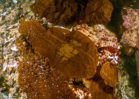 Dictyoneurum reticulatum (Dictyoneurum reticulatum)