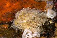 Tenellia lugubris (Mournful Phestilla)