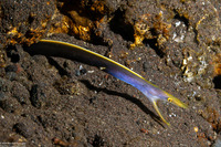 Rhinomuraena quaesita (Ribbon Eel)