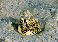 Callechelys marmorata (Marbled Snake Eel)