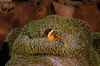 Amphiprion sandaracinos (Orange Anemonefish)