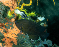 Labroides bicolor (Bicolor Cleaner Wrasse)