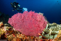 Muricella sp.2 (Muricella sp.2)