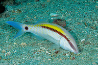 Parupeneus barberinus (Dash-Dot Goatfish)