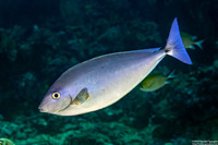 Naso caeruleacauda (Bluetail Unicornfish)