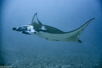 Mobula alfredi (Coastal Manta Ray)