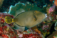 Cantherhines dumerilii (Barred Filefish)