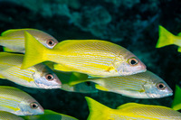 Lutjanus lutjanus (Bigeye Snapper)