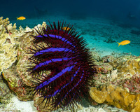 Acanthaster planci (Indian Crown-of-Thorns Star)