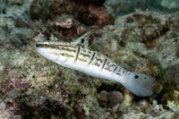 Amblygobius phalaena (Whitebarred Goby)