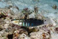 Amblygobius phalaena (Whitebarred Goby)