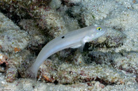 Valenciennea sexguttata (Sixspot Goby)