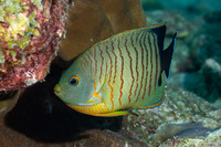 Centropyge eibli (Blacktail Angelfish)