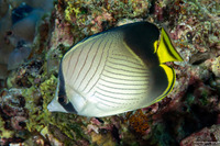 Chaetodon decussatus (Indian Vagabond Butterflyfish)