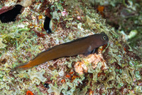Ecsenius bicolor (Bicolor Coralblenny)