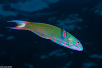 Thalassoma lunare (Crescent Wrasse)