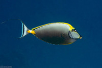 Naso elegans (Elegant Unicornfish)