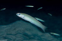 Ptereleotris microlepis (Pearly Dartfish)