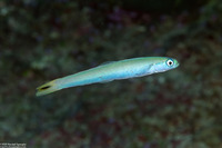 Ptereleotris heteroptera (Spottail Dartfish)