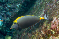 Naso elegans (Elegant Unicornfish)