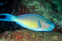 Scarus rubroviolaceus (Redlip Parrotfish)