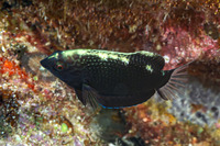 Macropharyngodon negrosensis (Black Leopard Wrasse)