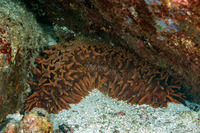 Thelenota ananas (Pineapple Sea Cucumber)
