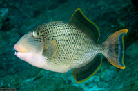 Pseudobalistes flavimarginatus (Yellowmargin Triggerfish)