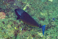 Naso hexacanthus (Sleek Unicornfish)