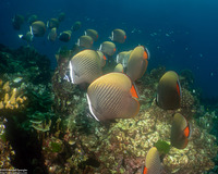 Chaetodon collare (White Collar Butterflyfish)