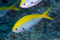 Caesio xanthonota (Yellowback Fusilier)