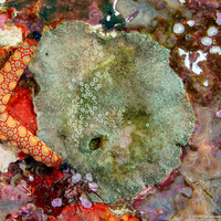 Tenellia viei (Cryptic Tenellia)