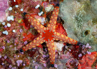 Fromia monilis (Peppermint Sea Star)