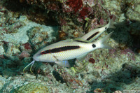 Parupeneus macronemus (Longbarbel Goatfish)
