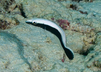 Malacanthus latovittatus (Blue Blanquillo)