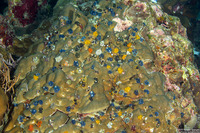 Spirobranchus sp.1 (Christmas Tree Worm)