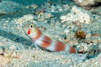 Amblyeleotris aurora (Aurora Shrimpgoby)