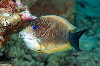 Ctenochaetus binotatus (Twospot Bristletooth)