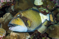 Balistoides viridescens (Titan Triggerfish)