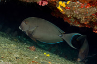 Acanthurus leucocheilus (Pale-Lipped Surgeonfish)
