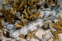 Gymnothorax enigmaticus (Enigmatic Moray)