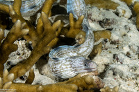 Gymnothorax enigmaticus (Enigmatic Moray)