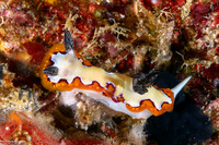 Goniobranchus fidelis (Creamy Chromodoris)