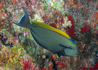 Acanthurus nigricauda (Blackstreak Surgeonfish)