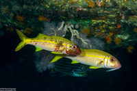 Mulloidichthys vanicolensis (Yellowfin Goatfish)