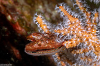 Pteria penguin (Common Wing Oyster)